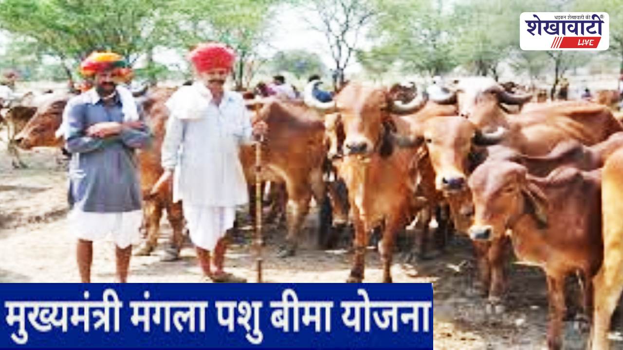 Jhunjhunu News : झुंझुनूं में मुख्यमंत्री मंगला पशु बीमा योजना से राहत
