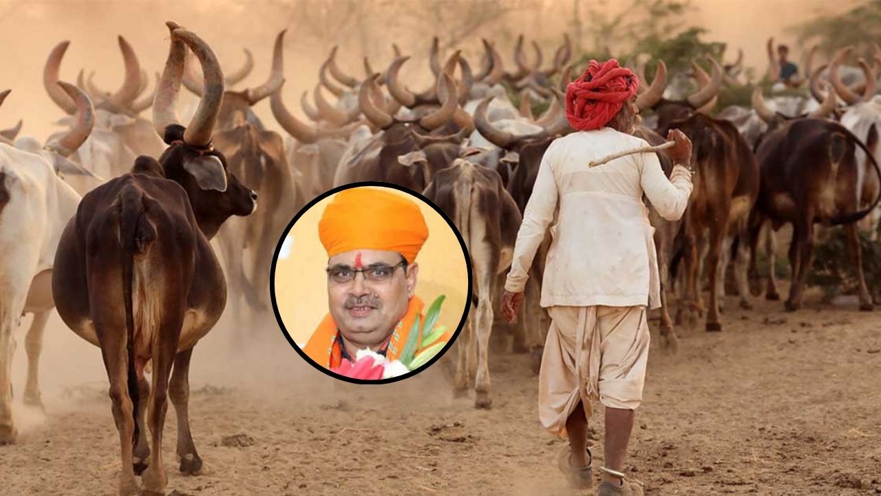 Rajasthan News: राजस्थान में शुरू हुई अनोखी योजना, राज्य में अब गाय चराने के लिए मिलेगी सैलरी, जाने डीटेल्स