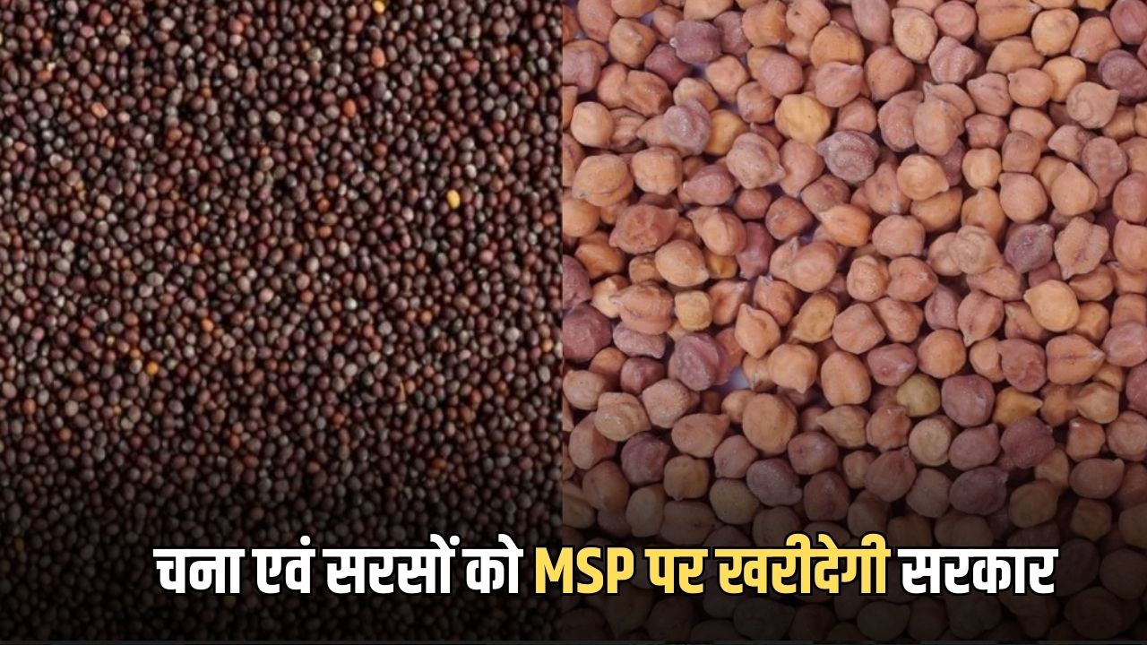 ख़ुशख़बरी: चना एवं सरसों को MSP पर खरीदेगी सरकार, 15 मार्च से शुरू होंगे रजिस्ट्रेशन, यहाँ जानें डिटेल