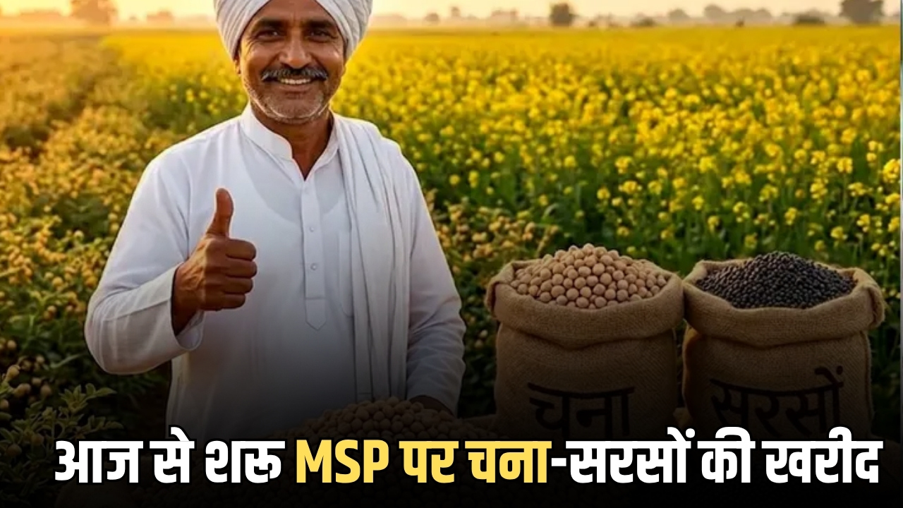 आज से शरू हुई राजस्थान में MSP पर चना-सरसों की खरीद, किसानों को मिलेगा इसबार पूरा दाम
