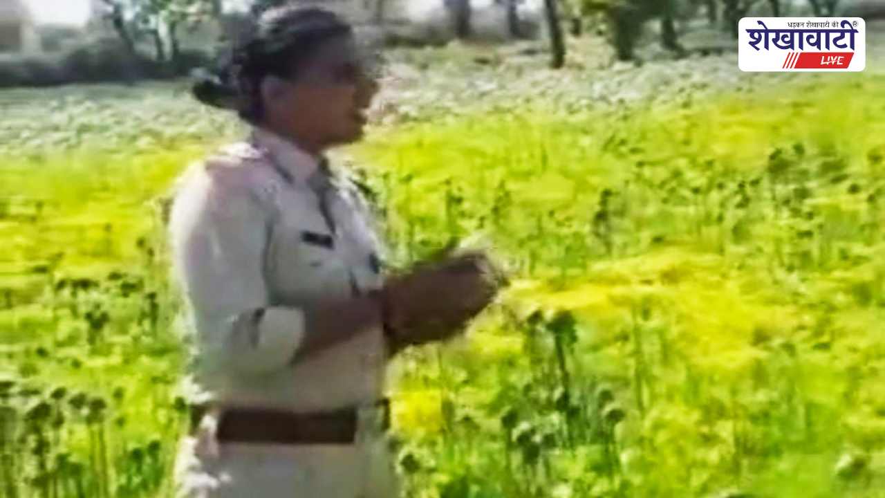 Churu News : 50 लाख की अवैध अफीम खेती पकड़ी, किसान गिरफ्तार