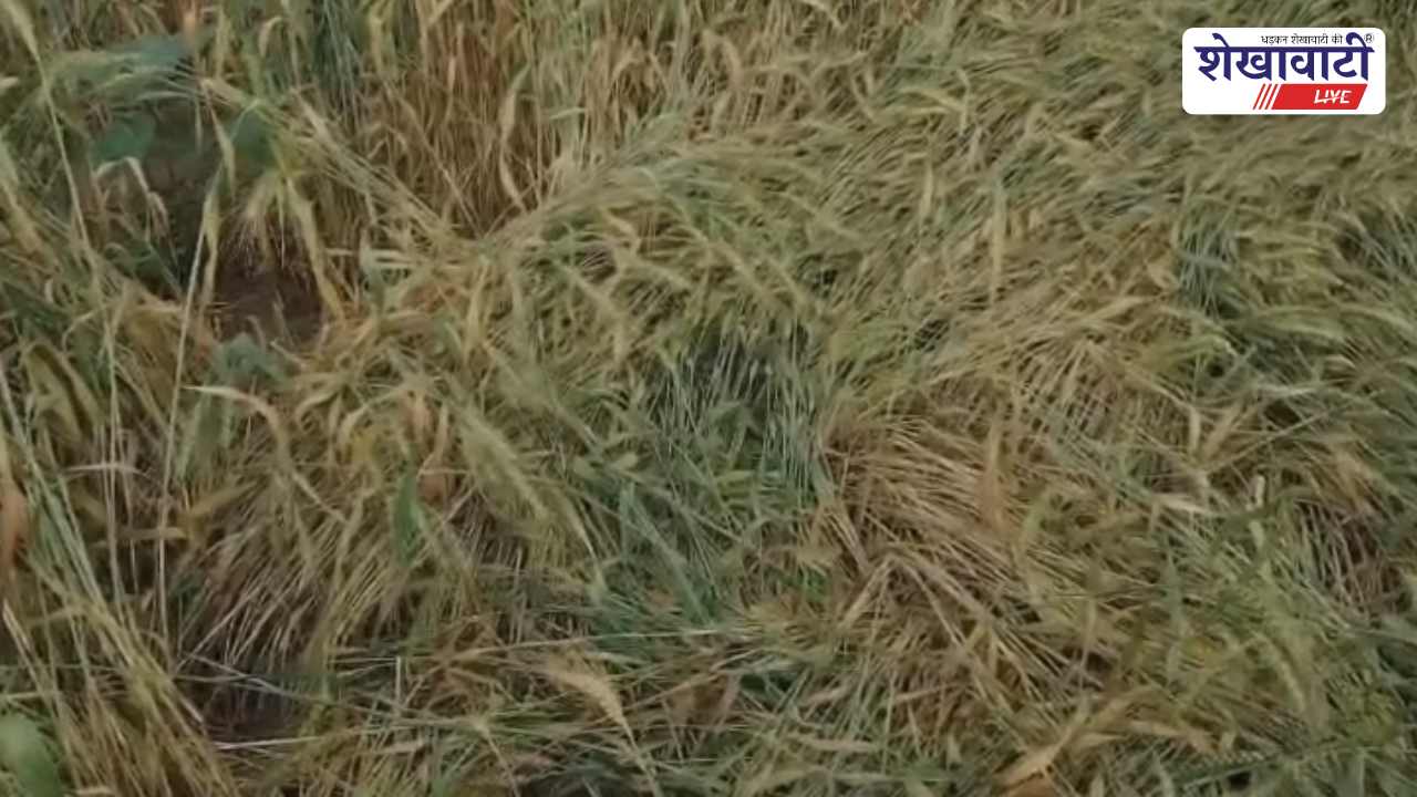 Churu News : बारिश से फसल बर्बादी: किसानों पर दोहरी मार