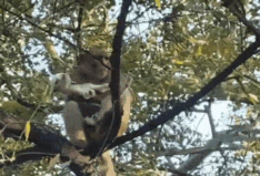 Monkey Viral Video: जापान के पंच की तरह राजस्थान में बंदर का अनोखा वीडियो वायरल, बकरी के बच्चे को सीने से लगाकर लुटाया प्यार, तुरंत वायरल
