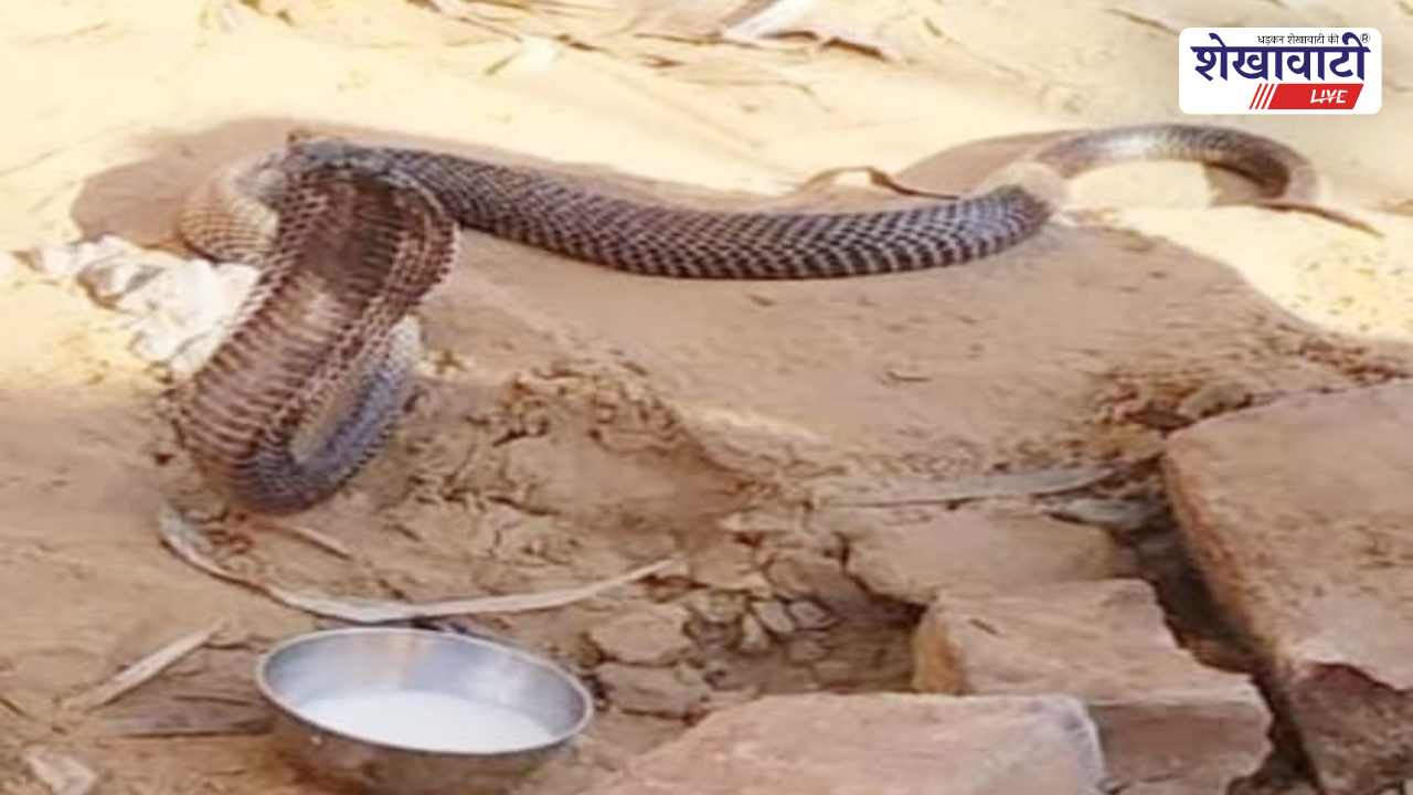 Jhunjhunu News : क्यामसर तेजाजी मंदिर में दिखा सांप