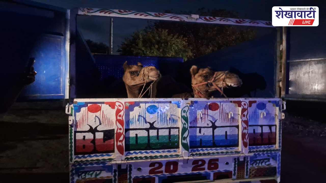 Jhunjhunu News : ऊंट तस्करी का खुलासा, आरोपी अजीम खान गिरफ्तार