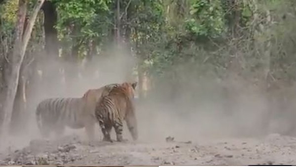 Video: बाघिन को इंप्रेस करने के लिए दो बाघों के बीच घमासान, नहीं देखा होगा टाइगर का ऐसा टशन – Latest News – Rajasthan Chronicle