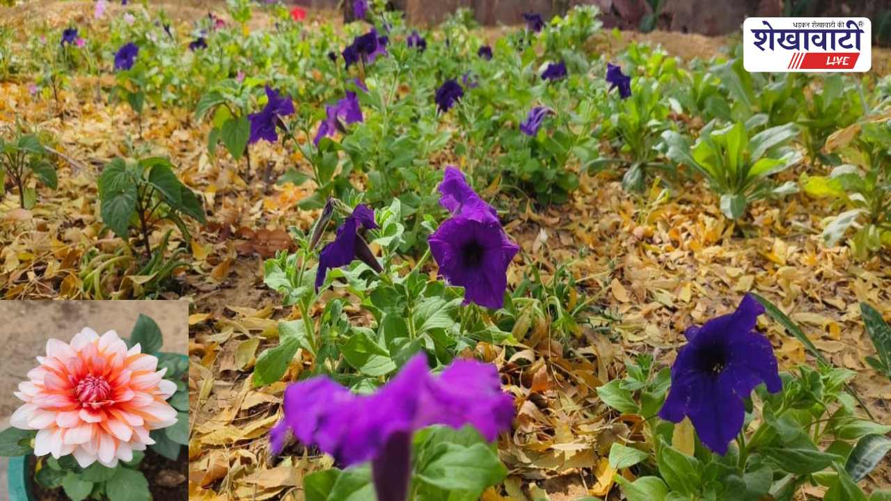 Churu News : तालछापर अभयारण्य में खिला रंगीन गार्डन, बढ़ा आकर्षण