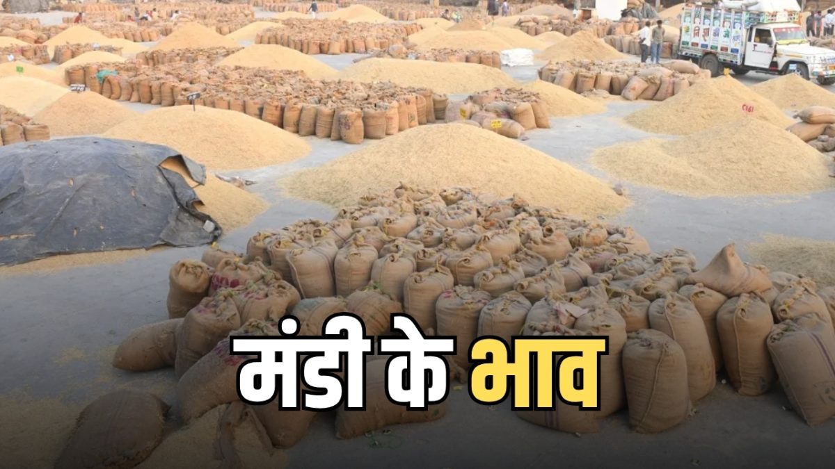 राजस्थान की कोटा मंडी के भाव जारी! गेहूं, चना, धनिया, सरसों और रिफाइंड तेलों में तेजी