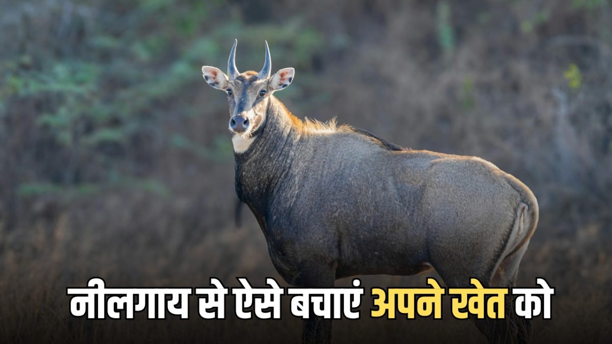 खेत की तरफ अब मुड़कर भी नहीं देखेगी नीलगाय, अभी ये काम करें किसान