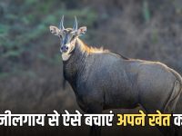 खेत की तरफ अब मुड़कर भी नहीं देखेगी नीलगाय, अभी ये काम करें किसान