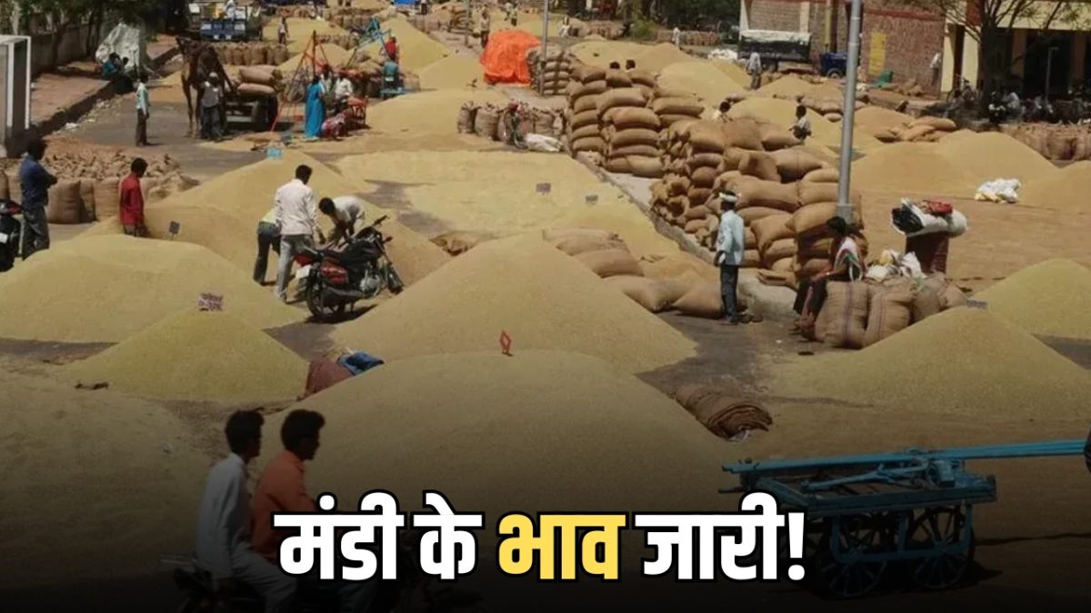 राजस्थान की कोटा मंडी के भाव जारी! गेहूं, सोयाबीन, सरसों तेज, चना, धान व धनिया मंदा