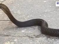 Churu News : बाथरूम से निकला कोबरा, सुरक्षित रेस्क्यू कर बीहड़ में छोड़ा