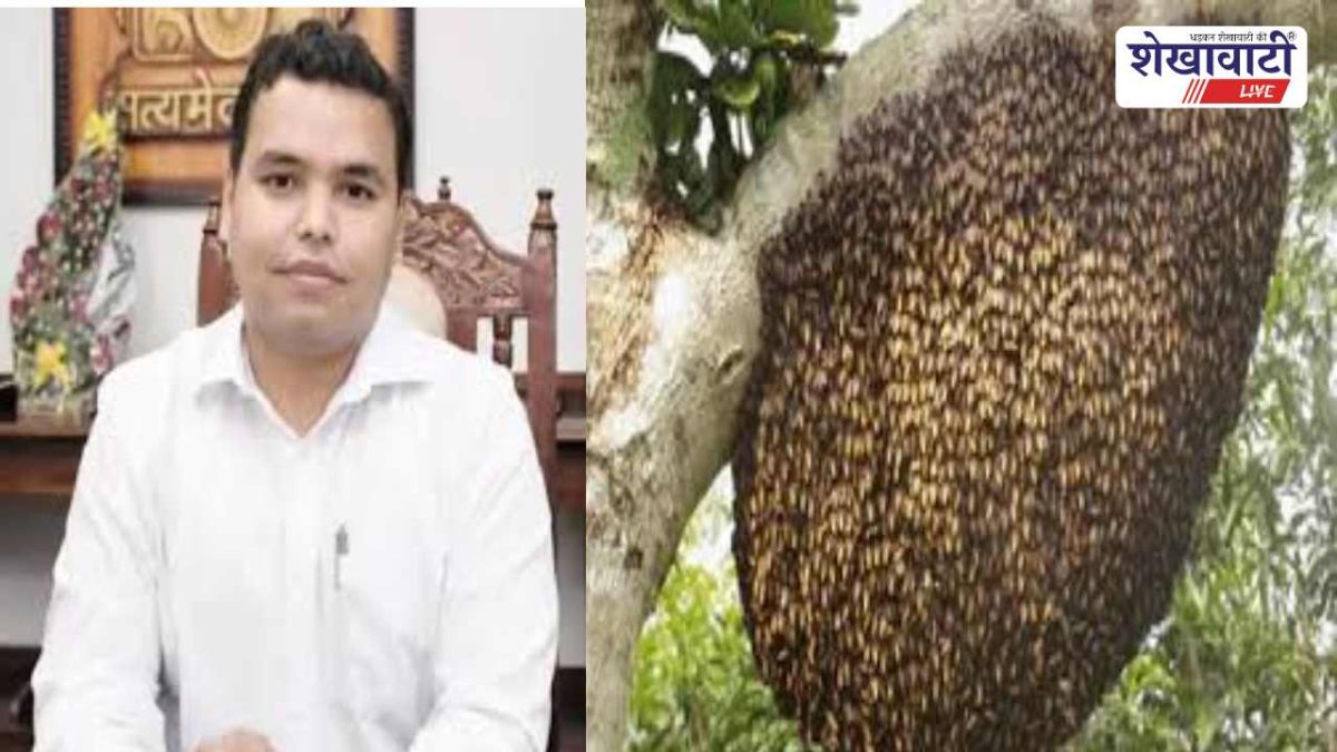 Churu News : मधुमक्खी हमले का खतरा: कलेक्टर की एडवाइजरी जारी