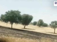 Churu News : 4 बीघा गेहूं जला, शॉर्ट सर्किट से लगी आग