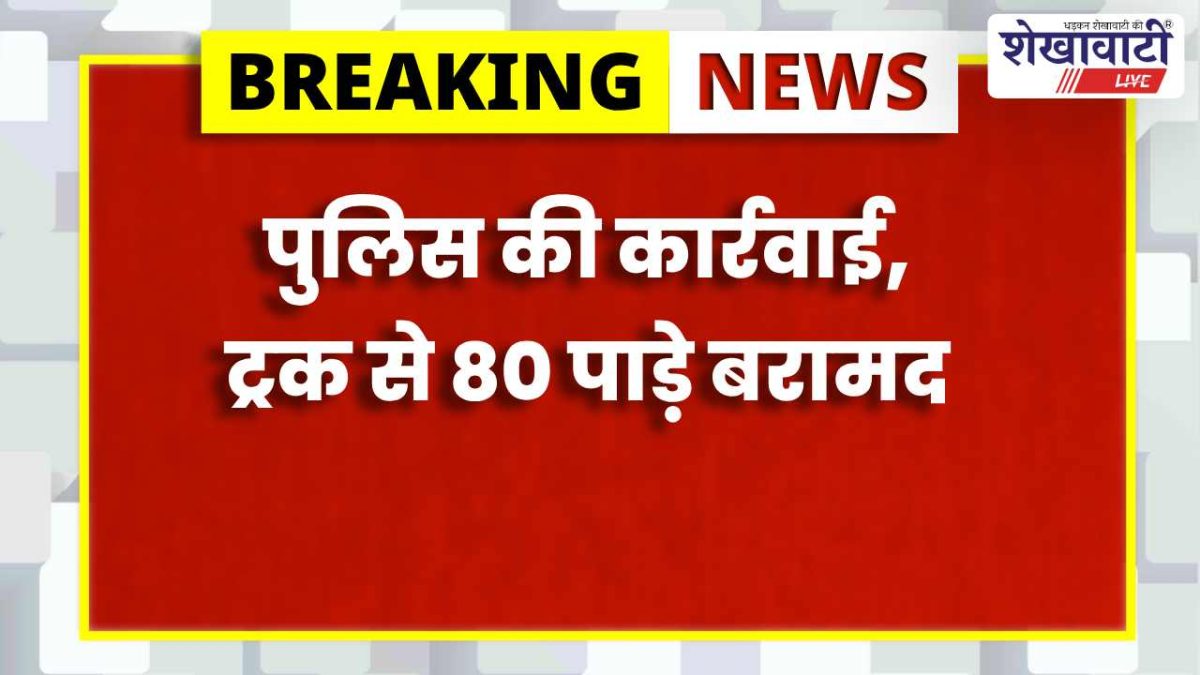 चूरू में 80 भैंस के बच्चे जब्त, अवैध परिवहन में 2 गिरफ्तार