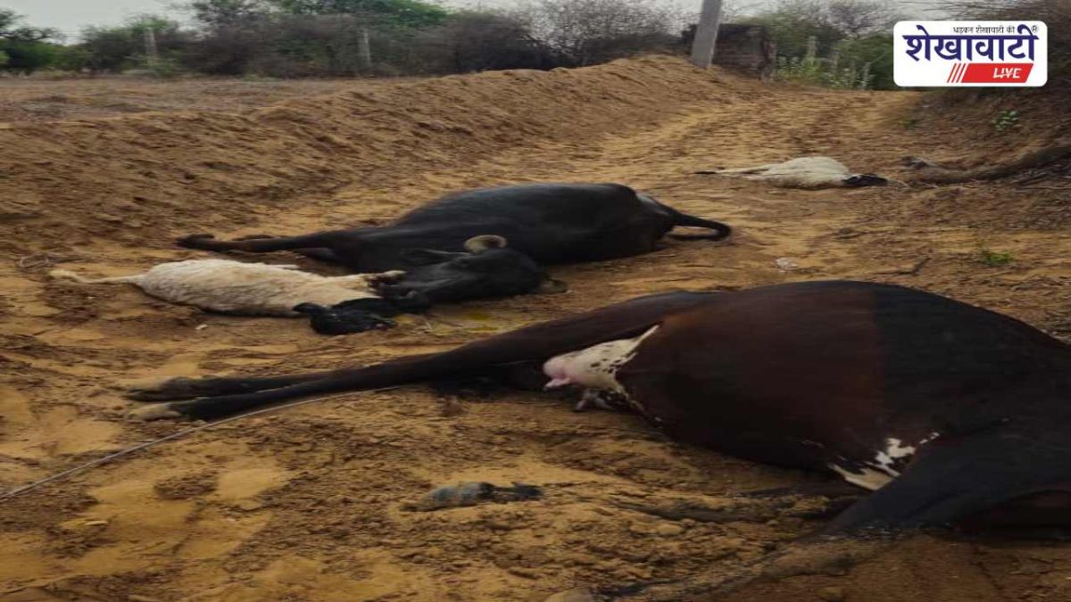 Churu News : बिजली तार टूटने से पशुओं की मौत: किसान को लाखों का नुकसान