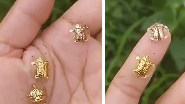 VIDEO: उड़ते हुए दिखे छोटे-छोटे ‘सोने के कछुए’, अब वैज्ञानिकों ने राज से उठाया पर्दा – Latest News – Rajasthan Chronicle