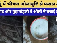 Video News : झुंझुनूं में भीषण ओलावृष्टि से फसल तबाह, किसानों ने मांगा मुआवजा