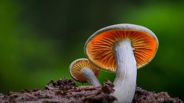 असम में जहरीला मशरूम खाने से 13 लोगों की मौत, 20 से अधिक अस्पताल में हैं भर्ती – Latest News – Rajasthan Chronicle