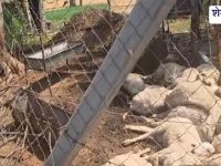 Sikar News : करंट से भेड़ों की मौत, किसान को लाखों का नुकसान