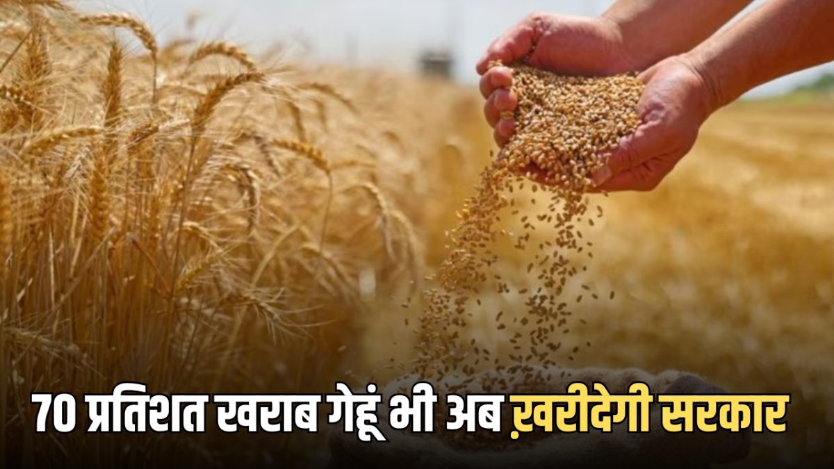 MSP नियमों में ढील, किसानों की 70 प्रतिशत खराब गेहूं भी अब MSP रेट पर ख़रीदेगी सरकार