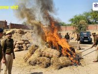 Churu News : चूरू में 2.47 करोड़ की नशीली खेप नष्ट, 16 क्विंटल डोडा पोस्त जलाया