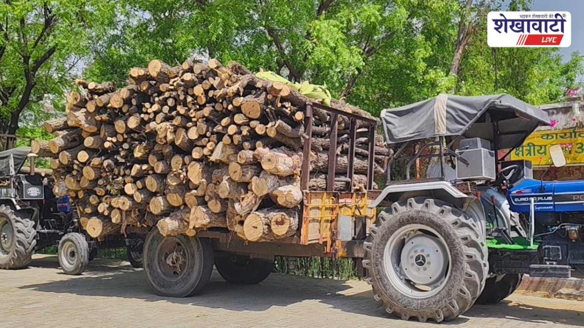 Churu News : वन विभाग ने 2 ट्रैक्टर लकड़ी सहित जब्त किए