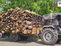 Churu News : वन विभाग ने 2 ट्रैक्टर लकड़ी सहित जब्त किए