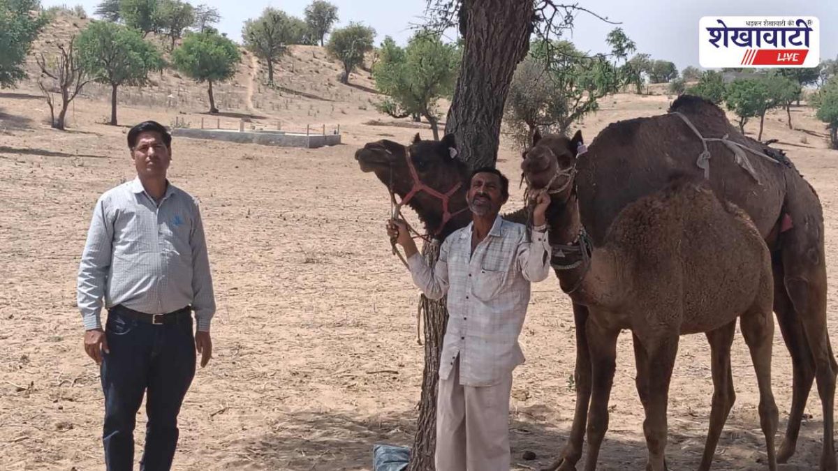 Churu News : उष्ट्र संरक्षण योजना से ऊंट पालकों को राह