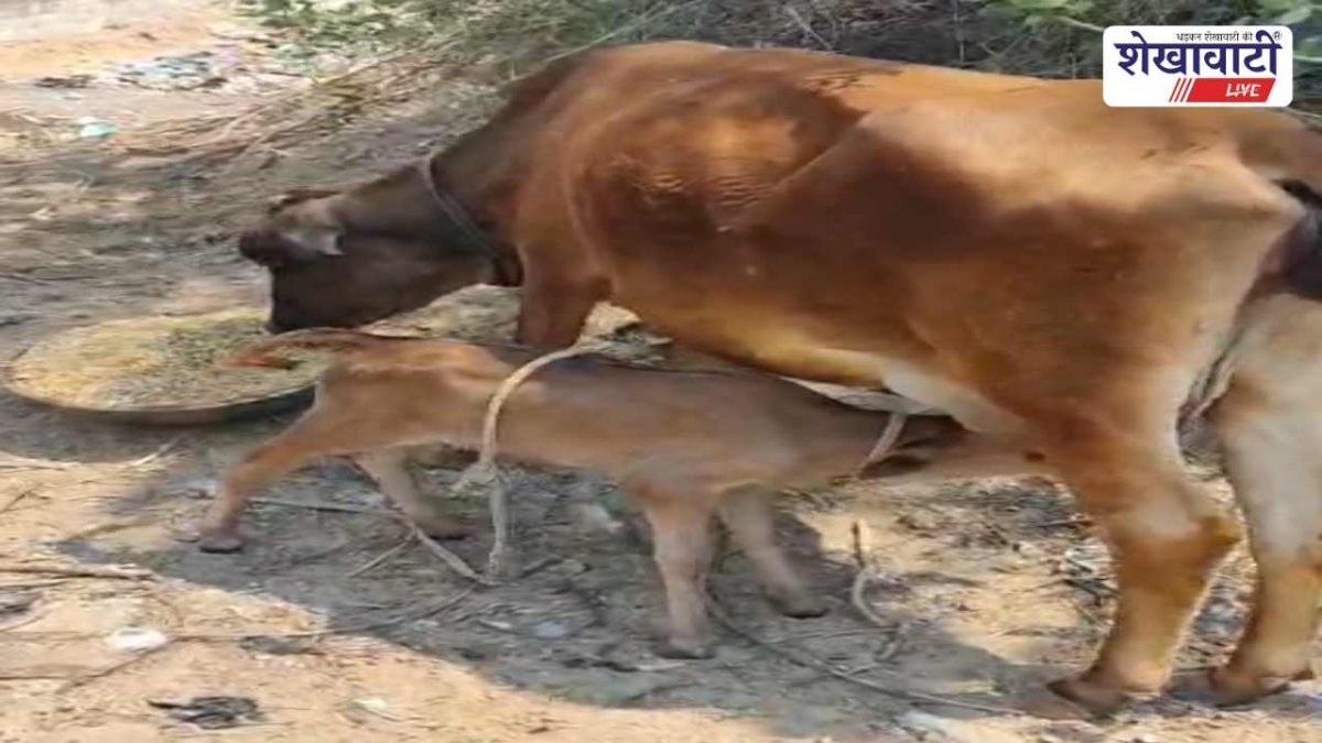 Jhunjhunu News : पुलिस ने गाय चोरी का आरोपी किया गिरफ्तार