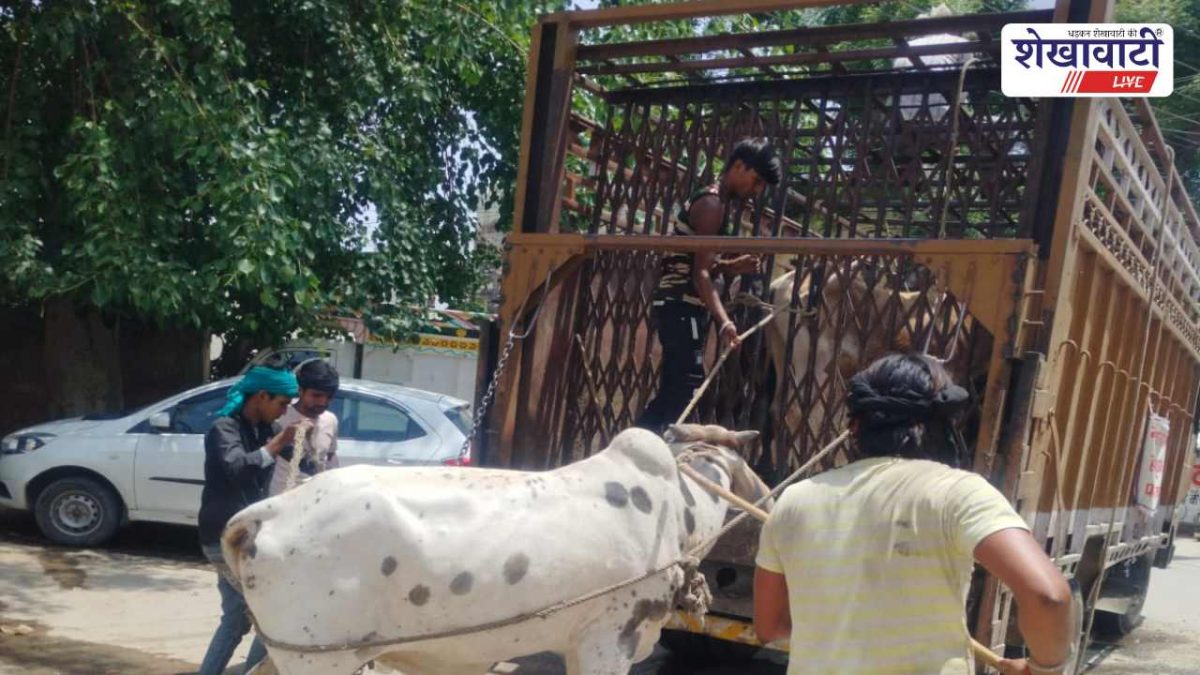 Sikar News : आवारा पशुओं पर सख्ती: सड़क सुरक्षा के लिए अभियान तेज