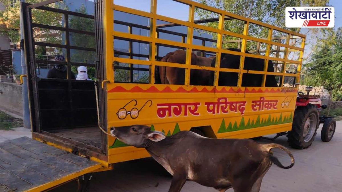 Sikar News : सीकर में निराश्रित गोवंश हटाने को विशेष अभियान शुरू